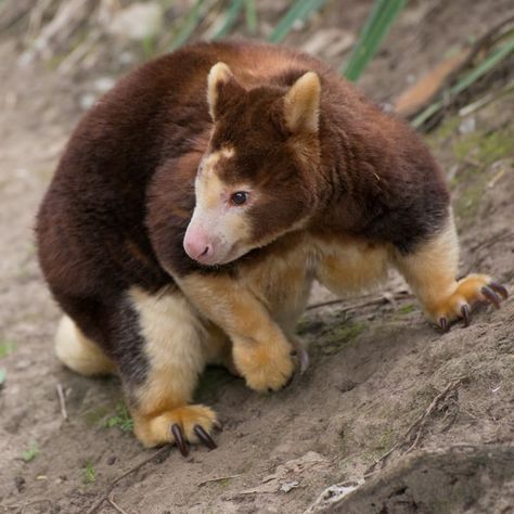 #2 Tree kangaroos have excellent adaptations for their lifestyle Kangaroo Facts, Tree Kangaroo, Australian Mammals, Bat Eared Fox, Animals Tattoos, Tattoo Anime, Strongest Animal, Cool Facts, Anime Nails