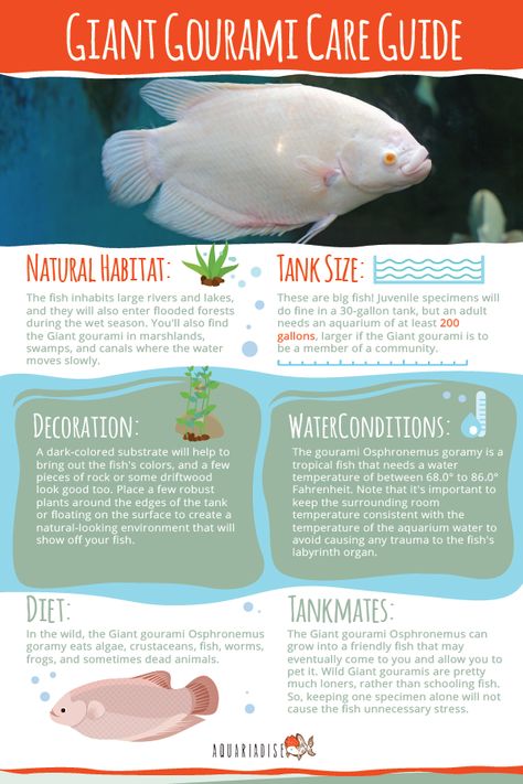 Big Fish Aquarium Ideas, Giant Gourami, Large Freshwater Aquarium, Huge Fish Tank, Aquatic Animals Chart, Giant Aquarium, Tank House, Fish Boil, Tank Terrarium