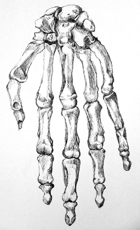 Pen drawing of the bones of a hand. Drawing by Emily Gerbig Skelly Hand Drawing, Bones Sketch, Skull Hand Drawing, Bone Painting, Bones Drawing, Skeleton Hands Drawing, Hand Bones, A Hand Drawing, Bone Drawing