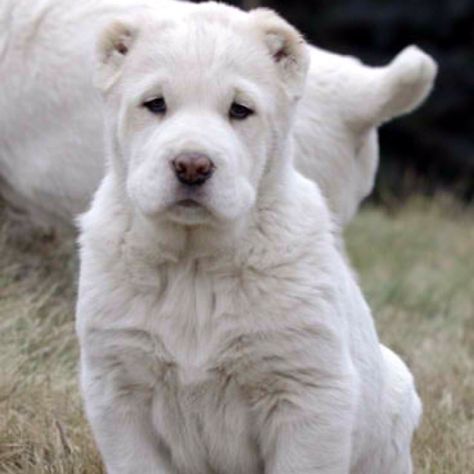 Central asian ovcharka puppy. So beautiful! #centralasianovcharka Animalia Kingdom, Russian Dog Breeds, Ranch Dogs, Canine Anatomy, Asian Shepherd Dog, Alabai Dog, Russian Dogs, Central Asian Shepherd, Black Russian Terrier