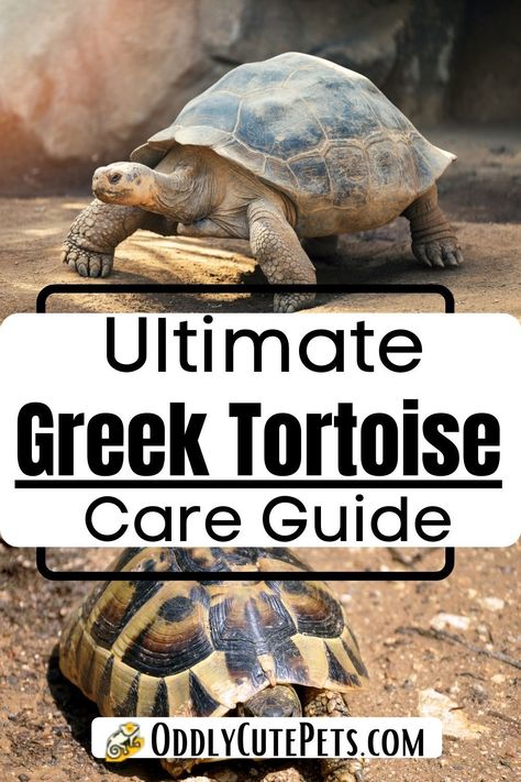 Greek Tortoise Enclosure, Greek Tortoise Habitat Indoor, Greek Tortoise, Tortoise Terrarium, Tortoise Enclosure, African Leopard, Tortoise Care, Tortoise Habitat, Baby Tortoise