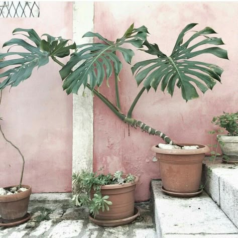 // Murs Roses, Plants Are Friends, Monstera Deliciosa, Pink Wall, Plant Lady, Exotic Plants, Pink Walls, Plant Life, Green Plants