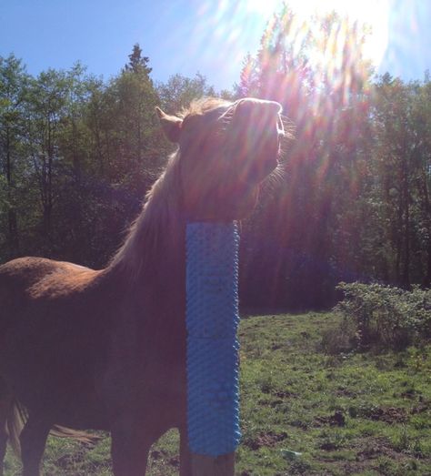 Affordable DIY Equine Scratching Post Solutions | Listen To Your Horse Equine Scratching Post, Cattle Scratching Post, Scratching Post For Horses, Horse Scratching Post Diy, Horse Scratching Post, Equine Enrichment, Toys For Horses, Horse Activities, Horse Farm Ideas