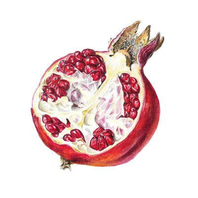 Sigrid Frensen: Pomegranate Pomegranate Watercolor, Pomegranate Drawing, Pomegranate Tattoo, Pomegranate Art, Colorful Website, Pomegranate Oil, Still Life Drawing, Fruit Art, Color Pencil Drawing