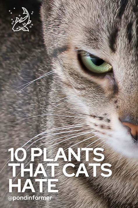 House Plants Cats Wont Eat, Plants Cats Hate, Plants That Repel Cats, Wearable Plant, Homestead Food, Cats Plants, Creating A Garden, Garden Sanctuary, Partial Shade Plants