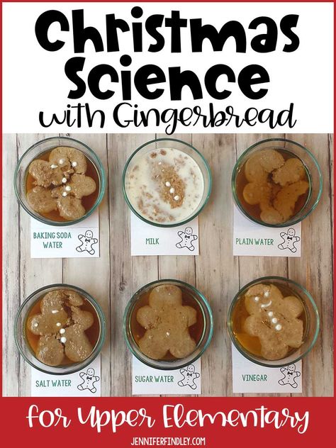 Science Christmas Activities Preschool, Gingerbread Cookie Science Experiment, Gingerbread Science Kindergarten, Gingerbread Steam Activity, 5 Senses Gingerbread Man, Gingerbread Experiment For Kids, Gingerbread Man Science Experiment, Gingerbread Themed Activities, Gingerbread Christmas Activities