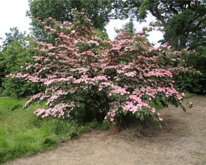 Cornus kousa Satomi, as seen at Nymans, Sussex, UK Kousa Dogwood, Cornus Kousa, Front Walkway, Home Grown Vegetables, Specimen Trees, Dogwood Trees, Ornamental Trees, Herbaceous Perennials, Backyard Garden Design