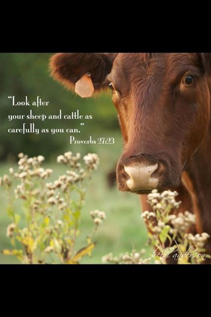 A Dixie Lady Deer Hunter: Proverbs 27:23 Livestock Quotes, Farm Quotes, Cow Quotes, Religion Quotes, Show Cattle, Showing Livestock, Brown Cow, Quotes By Authors, Ranch Life