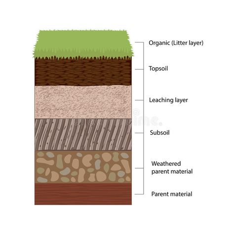 Soil Horizons and Layers vector illustration Layers Of Soil, Cells Worksheet, Science Camp, Illustration Flat, Flat Design Illustration, Soil Layers, Space And Astronomy, Kids Poster, Inspiration For Kids