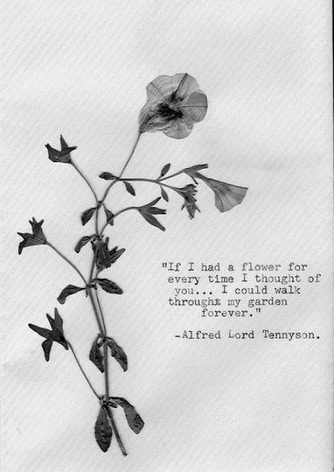 "If a had a flower for every time i thought of you ...." -Alfred Lord Tennyson and I think of you often Alfred Lord Tennyson, Thoughts Of You, I Think Of You, To Infinity And Beyond, Wonderful Words, Hopeless Romantic, A Quote, My Garden, A Flower