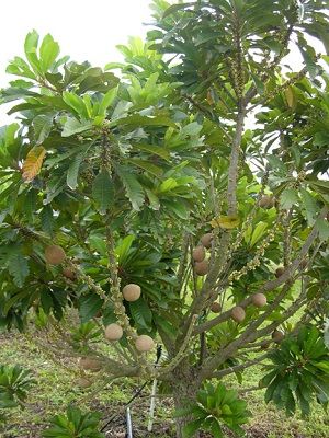 Mamey Fruit, Sapote Fruit, Blue Arrow Juniper, Fairchild Tropical Botanic Garden, Pachira Aquatica, Blue Arrow, Ginkgo Tree, Plant Pot Decoration, Mulberry Tree