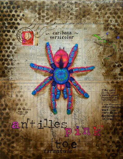 Antilles Pink Toe Tarantula, Tarantula Painting, Pink Toe Tarantula, Forensic Artist, Spider Sona, Pink Toes, Creepy Crawlies, Brilliant Colors, Mother Nature