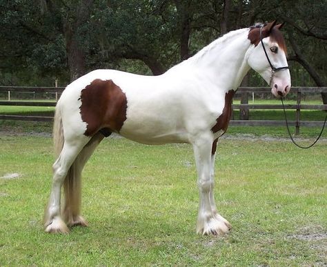 A Drum Horse is not a breed, its a breed type. Common Horse Breeds, Drum Horse, Pinto Horses, Pinto Horse, Morgan Horse, Paint Horse, American Colonies, Riding Horse, Horse Horse