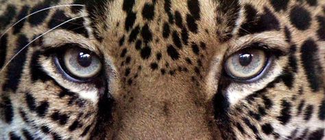 Eye Icon, App Ikon, Gold Girl, Wallpaper Laptop, Leopards, Laptop Wallpaper, استوديو الصور, Big Cats, Photo Profil