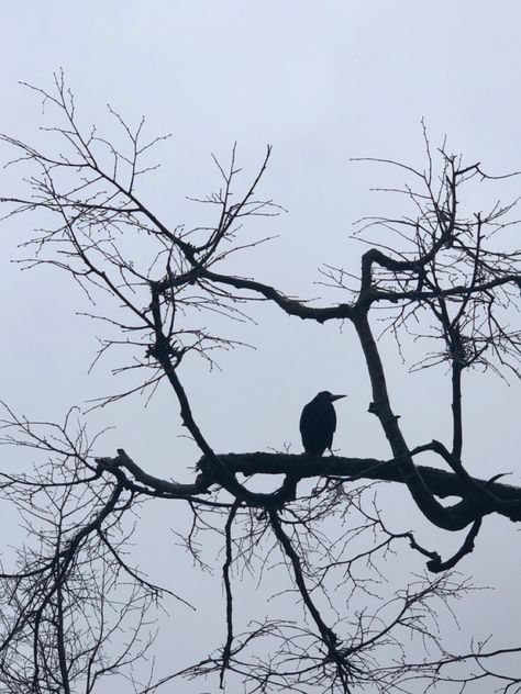 Crow sitting on a tree a gloomy day Crow Sitting, Dark Veil, Male Witch, Gloomy Day, Fictional World, Winter Trees, Crows, A Tree, Matcha