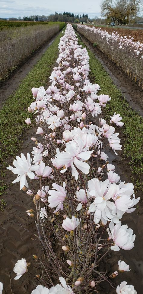 Magnolia Hedge, Royal Star Magnolia, Magnolia Shrub, Flowering Hedge, Magnolia Bush, Green Mountain Boxwood, Deer Resistant Shrubs, Flower Hedge, Green Giant Arborvitae