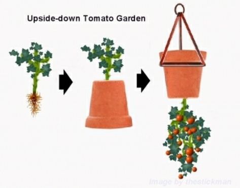 DIY Upside Down Tomato Pots - the easy way to grow tomatoes upside down... #gardening #homestead #homesteading Tomato Pot, Freezing Fresh Corn, Upside Down Plants, Patio Tomatoes, Growing Tomato Plants, Tomato Farming, Tomato Growing, Growing Tomatoes In Containers, Terracotta Flower Pots