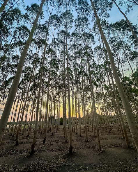 “Under the Moon” Everything shot on iPhone 14 Pro Max This place is filled with bamboo trees all over. When you are in the middle of those tall trees, you definitely feel u r surrounded by a scary yet beautiful to some people. This place is located near Hyderabad. Subscribe to my YouTube channel and stay tuned to the full video vlog released later this week #shotoniphone14promax #shotoniphone #iphonephotography #satyanandigamphotography #underthemoon #weekendgateway #hyderabadtravelblogger ... Bamboo Trees, Shot On Iphone, Video Vlog, Bamboo Tree, Under The Moon, Subscribe To My Youtube Channel, Tall Trees, Iphone Photography, My Youtube Channel