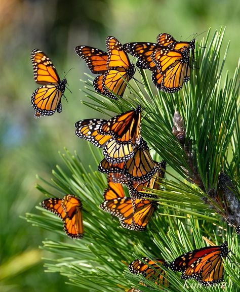 Monarch Butterflies Photography, Monarch Butterfly Migration, Pictures Background, Dragonfly Images, Butterfly Migration, Beautiful Butterfly Photography, Butterfly Life Cycle, Morpho Butterfly, Monarch Butterflies