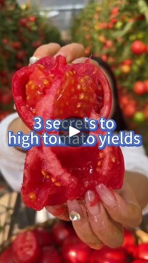 264K views · 4.1K reactions | Three Secrets to High Tomato Yields. | IClara | IClara · Original audio Agriculture Tips, Growing Hacks, Growing Tomato, Tomato Fertilizer, Bug Spray Recipe, Gardening Food, Planting Garden, Gardening Planting, Tomato Farming