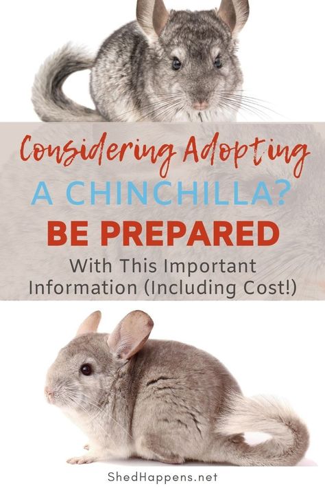 Chinchilla Enclosure Ideas, Chinchilla Food List, Chinchilla Care Tips, Chinchilla Care Guide, Chinchilla Enrichment, Chinchilla Cage Ideas Aesthetic, Cute Chinchilla Cage Ideas, Chinchilla Tips, Chinchilla Cage Ideas