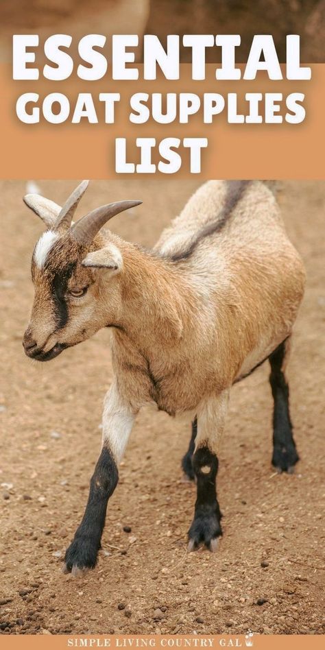 Starting your goat herd? Make sure you have this basi dairy goat supply list! This goat care essentials guide covers everything from feeding equipment to shelter needs. Perfect for beginners or homesteaders preparing to raise goats. Get organized and confident with this easy-to-follow goat supplies list. Goat Supplies, Trimming Goat Hooves, Goat Feeders, Toggenburg Goat, Nigerian Goats, Goat Fence, Goat Feeder, Goat Playground, Goat Shed