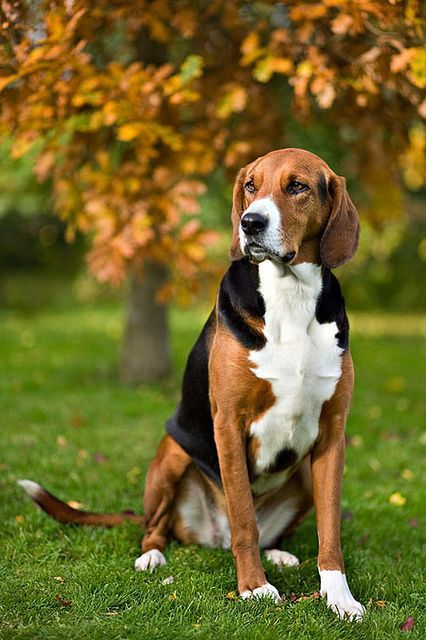 The Hamiltonstövare is a breed of dog, bred as a hunting hound. Grand Basset Griffon Vendeen, Foxhound Dog, Friendly Dog Breeds, English Foxhound, Petit Basset Griffon Vendeen, American Foxhound, The Fox And The Hound, Hound Dog, Basset Hound