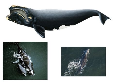 North Atlantic Right Whale, Creepy Crochet, Bowhead Whale, Calving Season, Fishing Magazine, Right Whale, Whale Pictures, Fin Whale, Baleen Whales