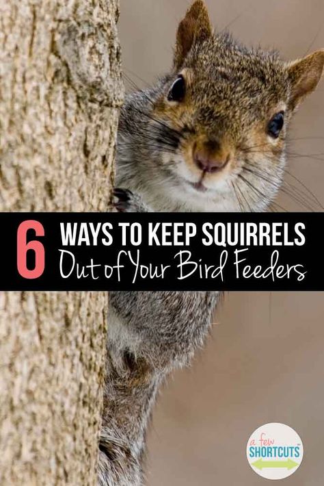 Try these tips for keeping squirrels out of your bird feeders, so your birds can dine in peace and you aren’t replacing seeds or feeders week after week! Give these tips a try and see how they work for you! Backyard Birds Sanctuary, Backyard Birds Feeders, Squirrel Proof Bird Feeders, Bird Feeder Poles, Squirrel Feeder, Hardiness Zones, Wild Bird Feeders, Bird House Kits, Bird Aviary