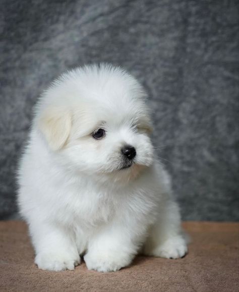 (Eight Three One) Three Four Six - Four One Four Nine

Male and female Coton de Tulear Puppies Available. For more information Contact Us Via The Number 👆 Cotton De Tulear, Coton De Tulear Puppy, One Four, Coton De Tulear, Male And Female, Pet Dogs, Dog Cat, Puppies, Dogs