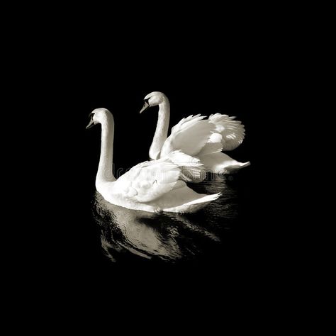 Swan lake. Two swans on a black background with water reflection. Black and whit , #Sponsored, #black, #background, #swans, #Swan, #lake #ad Grp Ports High Quality Remini, Grp Ports High Quality, Grp Ports, White Poster, Nature Posters, Water Reflections, White Swan, Black And White Posters, Black And White Aesthetic