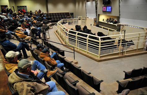 "Buyers examine cattle for auction at OKC West Livestock Market in El Reno, Ok" Cattle Show Box Ideas, Cattle Working Facility, Livestock Auction, Feed Lots Cattle, Showing Beef Cattle, Reno, Target, Vision Board, Auction