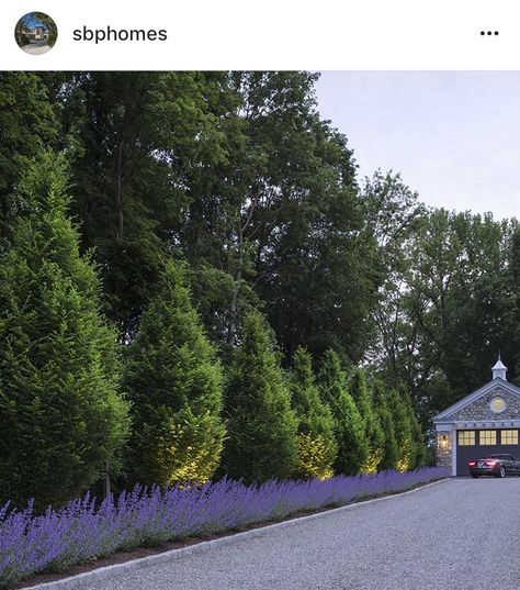 Lavender Driveway, Estate Driveway, California Garden Design, Front Garden Ideas Driveway, Pool Fire Pit, Perennial Garden Ideas, Home Office Renovation, Garden Ideas Driveway, Front Driveway