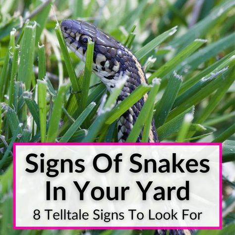 Lawn Decorating Ideas, Lawn Decoration Ideas, Lawn Decor Ideas, Snake Repellant Plants, Snake Repellant, Best Garden Design, Snake Hides, Lawn Ideas, Gardening Design Diy