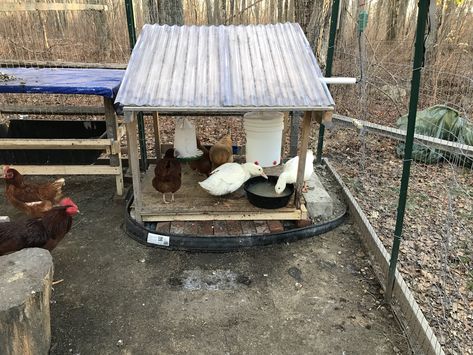 I lowered the feeding station from being up on cinderblocks to bricks instead. As a result I was able to remove the borders around the station as well as the brick steps!!! So much better for the ducks!!! Chicken Feeding Station, Duck Feeding, Duck Feeder, Duck Feed, Backyard Animals, Duck Coop, Chicken Care, Brick Steps, Acre Homestead