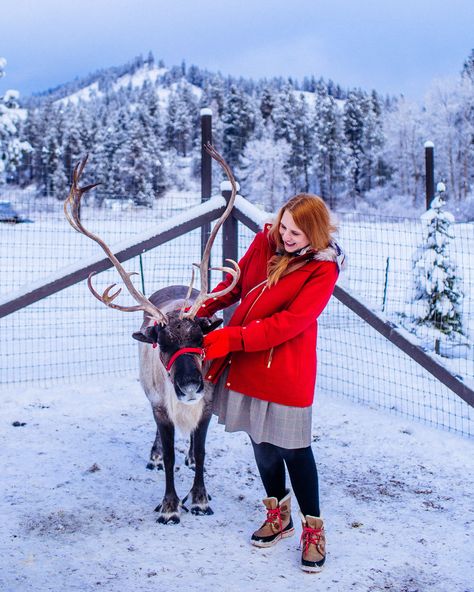 Meet Santa's reindeer. Visit the Leavenworth reindeer farm to learn more about these magical creatures and even get photos.  read more here: https://whimsysoul.com/reindeer-farm-washington/ #reindeer #christmas #sleighrides Leavenworth Christmas, Winter Instagram Captions, West Coast Road Trip Itinerary, Winter Poses, Reindeer Farm, Dream Christmas, Vacation Winter, Leavenworth Washington, Santa's Reindeer