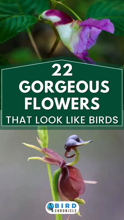 Read our guide to the 22 flowers that look like birds, and see if any of them would be a stunning fit to your backyard. Hot Pink Flowers, Gorgeous Flowers, Backyard Birds, Shop Ideas, Real Flowers, Flamingo, Pink Flowers, Hot Pink, That Look