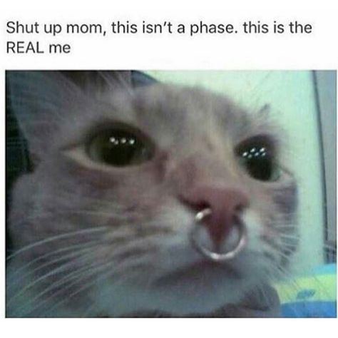 When my mom saw my septum piercing ..... #mommmmm #thisistherealme #septum #oddball #coolcat #hahahahaha #peircingaddict by emevss Humor Mexicano, Cool Pets, Pics Art, Funny Animal Pictures, Animal Memes, Tumblr Funny, Bones Funny, Funny Laugh, Cool Cats