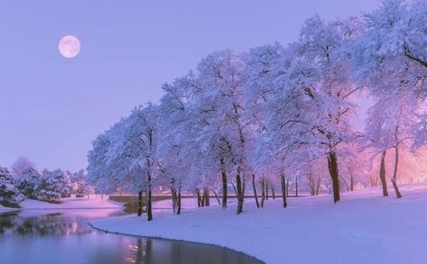 Landscape Gif, Snowing Aesthetic Wallpaper, Aesthetic Tree, 숲 사진, Aesthetic Snow, Snow Aesthetic, Scene Aesthetic, Wallpapers Ipad, Zero Wallpaper