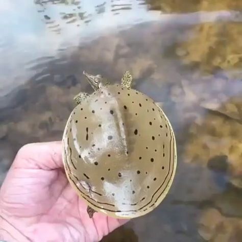 Soft shell turtle are well speedy Soft Shell Turtle, Shell Turtle, Fauna Marina, Funny Tumblr, Humor Memes, Reptiles And Amphibians, Funny Animal Pictures, Soft Shell, Memes Funny