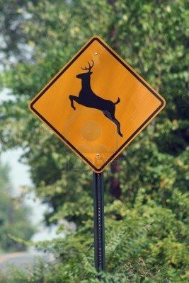 Deer crossing.....even in town they cross streets Deer Crossing Sign, 70s Americana, Deer Crossing, Deer Signs, Deer Running, Crossing Sign, Vintage Deer, Graphic Arts, The Signs