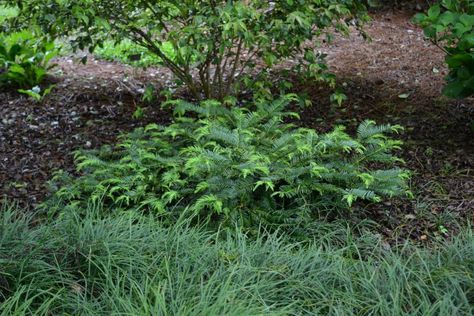 Plum Yews for Your Landscape - UF/IFAS Extension Escambia County Evergreen Foundation Planting, Japanese Plum Yew, Plum Yew, Yew Shrub, Bed Plants, Lots Of Plants, Japanese Plum, Southern Garden, Hummingbird Garden