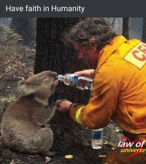 Real Hero, Forest Fire, Toronto Ontario, Koala Bear, Ontario Canada, Firefighter, Koala, Animals Wild, Ontario