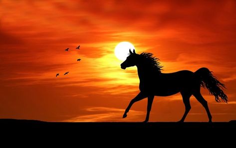 Horse Silhouette Painting, Painting Sunsets, Friend Painting, Tropical Painting, Sunset Silhouette, Silhouette Painting, Horse Silhouette, Silhouette Images, Simple Acrylic Paintings