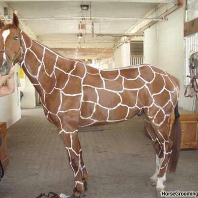 Horse is painted up as a giraffe for its Halloween costume. This is AWESOME!!!!!! Horse Halloween Ideas, Horse Halloween Costumes, Giraffe Costume, Diy Horse, Great Halloween Costumes, Horse Costumes, Animal Costumes, A Giraffe, Funny Horse