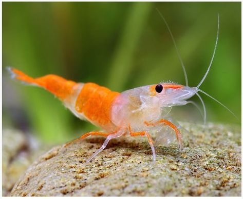 Freshwater Rili Orange Shrimp Tropical Fish Aquarium, Aquatic Garden, Aquarium Terrarium, Shrimp Tank, Fish Breeding, Turtle Tank, Crustaceans, Beautiful Fish, Aquascaping