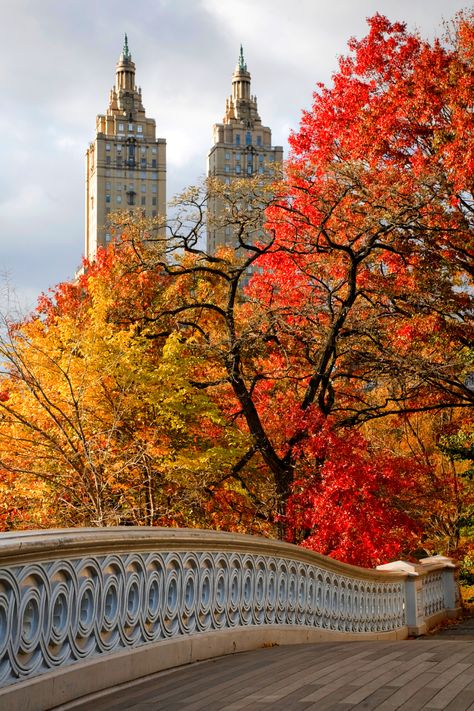 Central Park in the fall is stunning. The air is cool and crisp, the leaves are bright red, orange and yellows. Here’s a guide to fall foliage spots and activities in Central Park in the fall. Trees In Fall Autumn, Autumn In Central Park, Autumn In Central Park Nyc, Central Park In Autumn, Central Park Bethesda Terrace, Nyc In Fall Aesthetic, New York Aesthetic Central Park, September In New York, Bright Fall Wallpaper