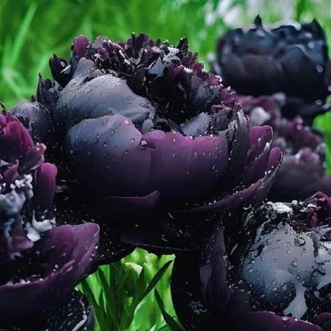 Creative Gardening on Instagram: "Black Peonies 💜🖤 Via Krissy Anne Waters" Black Peonies, Orchid Plant Care, Gothic Flowers, Black Peony, Planting Peonies, Black Thumb, Gothic Garden, Outdoor Deco, Peonies Garden