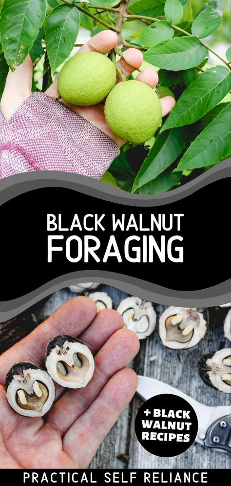 Black Walnut Foraging & Black Walnut Recipes - If you find yourself foraging in the fall, you may want to learn how to forage for black walnuts. Black walnut harvesting is as easy as collecting the fallen nuts from the ground, removing their husk, and eating the tasty prize inside. Learn all about black walnut tree identification and cook up some tasty black walnut recipes like black walnut butter, black walnut pesto, black walnut pie, and more! fall foraging for beginners | foraging recipes Walnut Harvesting, Black Walnuts Recipes, Foraging For Beginners, Fall Foraging, Fungi Recipe, Juglans Nigra, Walnut Pie, Walnut Butter, Black Walnut Tree