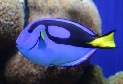 You know this fish as "Dory" from Finding Nemo.  It's actually a blue or Hippo tang. Reef Safe Fish, Blue Tang Fish, Custom Aquarium, Saltwater Aquarium Fish, Blue Tang, Aquarium Maintenance, Salt Water Fish, Freshwater Aquarium Fish, Saltwater Tank